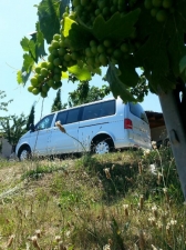 Cote De Provence Vineyards